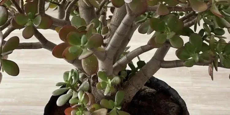 Πολλοί άνθρωποι καλλιεργούν το λεφτόδεντρο στο σπίτι ή τον κήπο τους, αλλά να τι λίγοι γνωρίζουν για αυτό το φυτό.