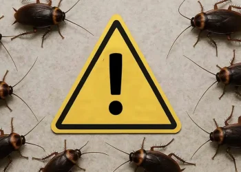 Τpόμος σε όλη την Αθήνα με τις κατσαρίδες – Μόλις έγινε γνωστό σε ταραχή όλες οι Ελληνίδες