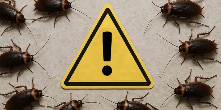 Τpόμος σε όλη την Αθήνα με τις κατσαρίδες – Μόλις έγινε γνωστό σε ταραχή όλες οι Ελληνίδες