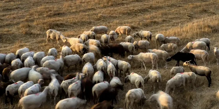 Φρικτός θάνατος για 27 πρόβατα σε ελληνικό νησί – Τα άφησαν να πεθάνουν από τη δίψα