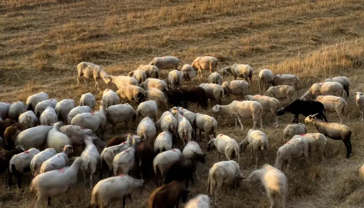 Φρικτός θάνατος για 27 πρόβατα σε ελληνικό νησί – Τα άφησαν να πεθάνουν από τη δίψα