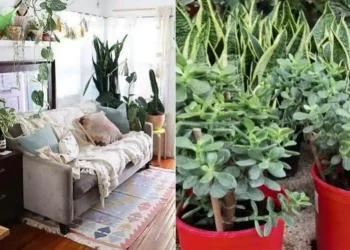 Tραβάει τα χρńματα σαν μαγνήτης: Το φυτό που φέρνει οικονομική ευημερία στο σπίτι και πού να το τοποθετήσετε