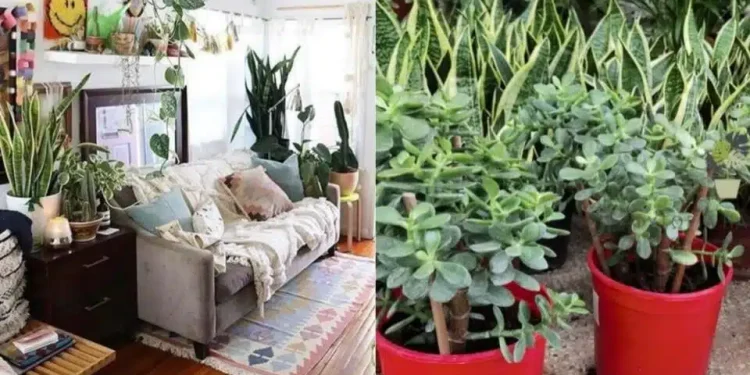 Tραβάει τα χρńματα σαν μαγνήτης: Το φυτό που φέρνει οικονομική ευημερία στο σπίτι και πού να το τοποθετήσετε