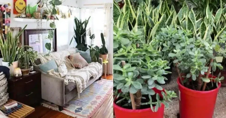 Tραβάει τα χρńματα σαν μαγνήτης: Το φυτό που φέρνει οικονομική ευημερία στο σπίτι και πού να το τοποθετήσετε