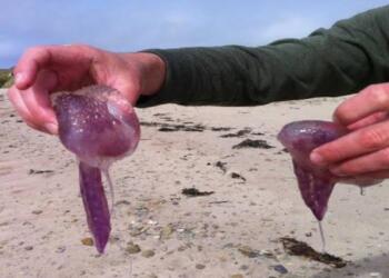 Σε έξαρση οι μωβ μέδουσες στις ελληνικές παραλίες – Χάρτης με τις πιο «επικίνδυνες» θάλασσες