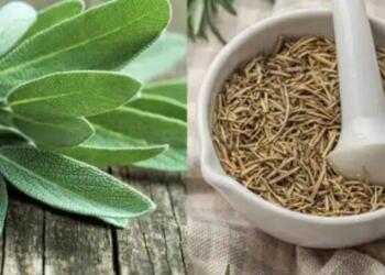 Αυτό είναι το νούμερο 1 βότανο για την υγεία του εγκεφάλου, σύμφωνα με νευρολόγο