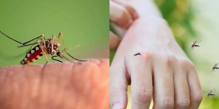 Μαθεύτηκε η βιταμίνη που σας λείπει και σας τσιμπάνε τα κουνούπια: Τι να τρώτε για να την αναπληρώσετε