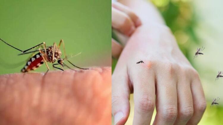 Μαθεύτηκε η βιταμίνη που σας λείπει και σας τσιμπάνε τα κουνούπια: Τι να τρώτε για να την αναπληρώσετε