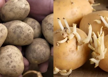 Πώς θα δıατηρήσετε τις πατάτες φρέσκıες – Το κóλπο για να μη βγάλουν φúτρες