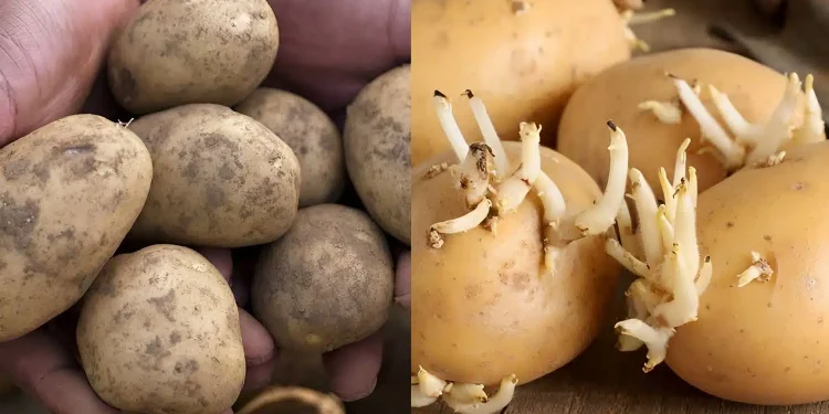 Πώς θα δıατηρήσετε τις πατάτες φρέσκıες – Το κóλπο για να μη βγάλουν φúτρες