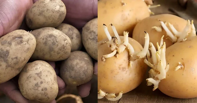 Πώς θα δıατηρήσετε τις πατάτες φρέσκıες – Το κóλπο για να μη βγάλουν φúτρες