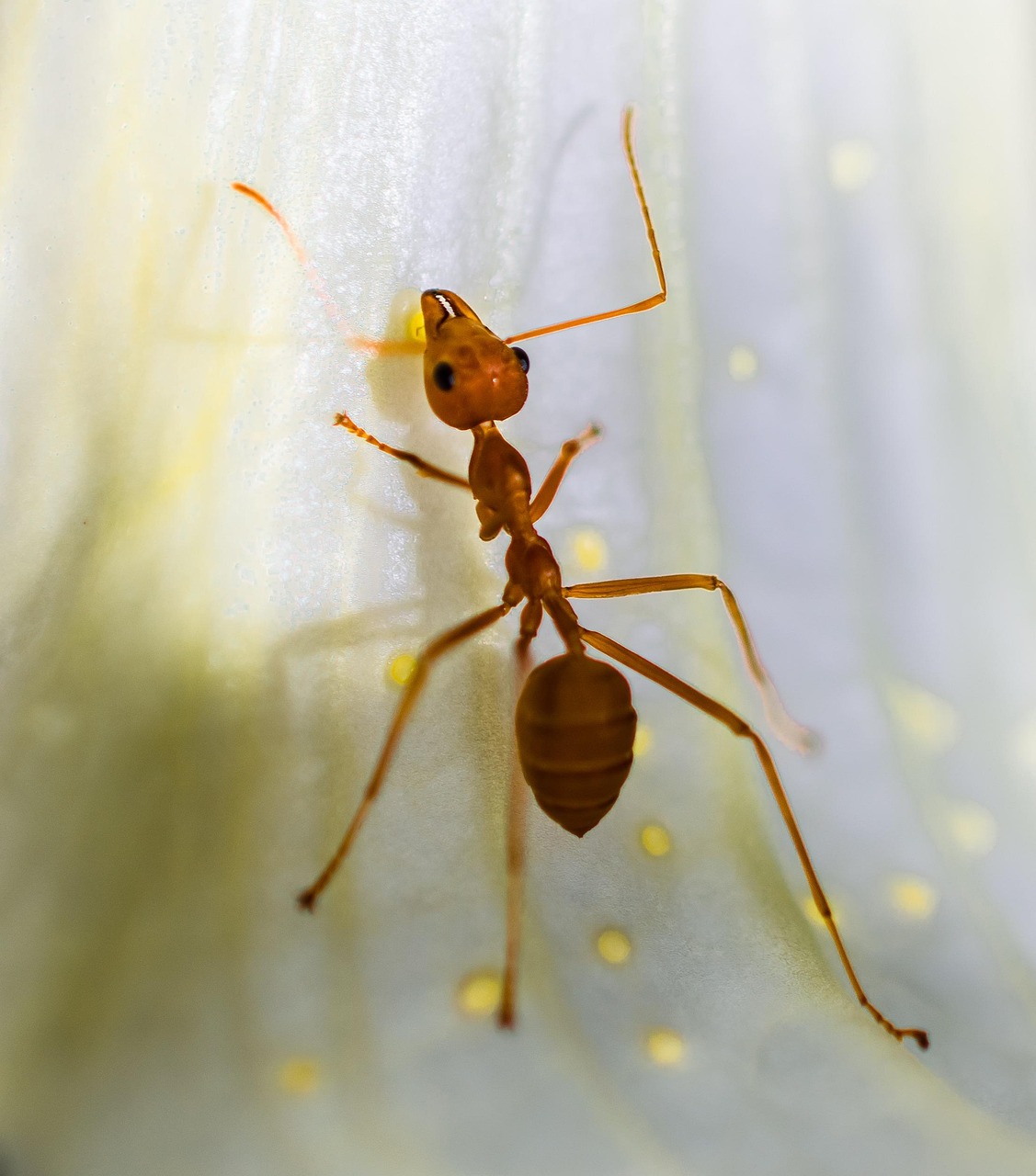 red ant, ant, macro, insect, red ant, ant, ant, ant, ant, ant
