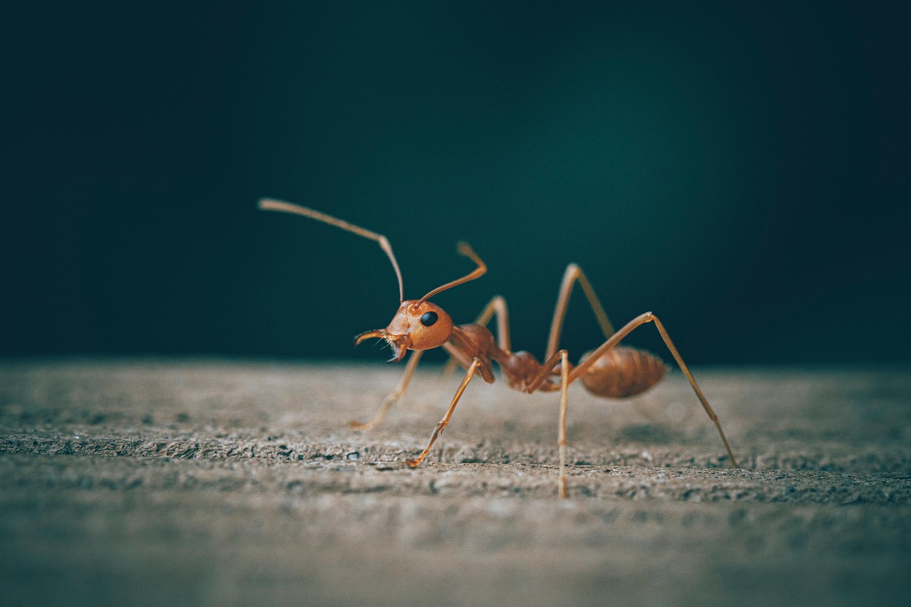 ant, insect, entomology, macro, bug, ant, ant, ant, ant, ant