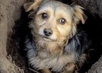 Ο τάφος του θανάτου – Ένα σκυλί που ήταν έτοιμο να τα παρατήσει αλλά τότε ήρθε κάποιος και το έσωσε!