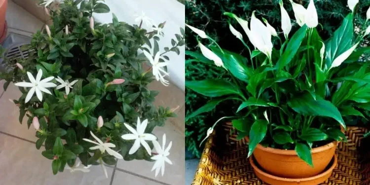 Τα φυτά της τεμπέλας: 20 φυτά για το μπαλκόνι που δε χρειάζονται περιποίηση και αντέχουν καιρό χωρίς πότισμα