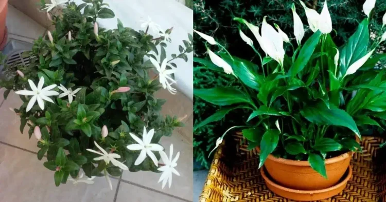 Τα φυτά της τεμπέλας: 20 φυτά για το μπαλκόνι που δε χρειάζονται περιποίηση και αντέχουν καιρό χωρίς πότισμα