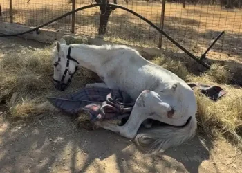 Η σπαρακτική ιστορία της Μαριάνθης: Ένα εγκαταλελειμμένο άλογο που υπέφερε αβοήθητο