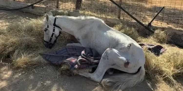 Η σπαρακτική ιστορία της Μαριάνθης: Ένα εγκαταλελειμμένο άλογο που υπέφερε αβοήθητο