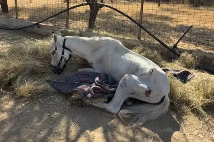 Η σπαρακτική ιστορία της Μαριάνθης: Ένα εγκαταλελειμμένο άλογο που υπέφερε αβοήθητο