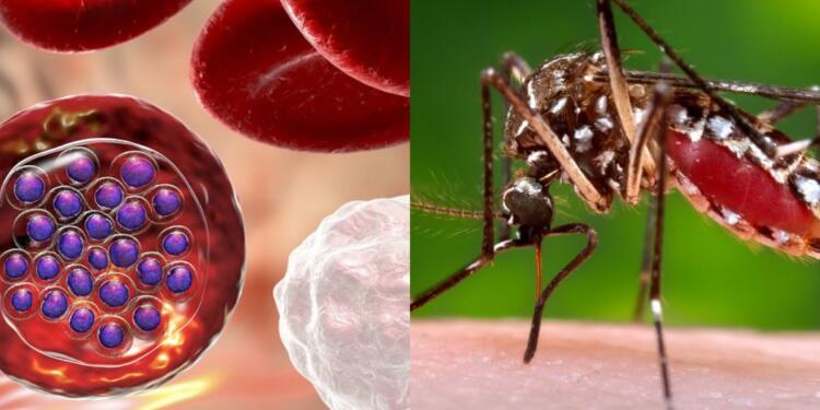 Ελονοσία: Η θανατηφόρα ασθένεια που μεταδίδεται από τα κουνούπια – Ποια είναι τα συμπτώματα της λοίμωξης