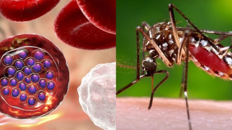 Ελονοσία: Η θανατηφόρα ασθένεια που μεταδίδεται από τα κουνούπια – Ποια είναι τα συμπτώματα της λοίμωξης