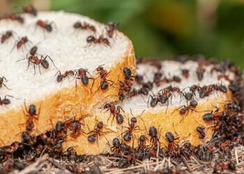 Επιτέλους τέλος: 4 τρόποι για να διώξετε τα μυρμήγκια από την κουζίνα σας