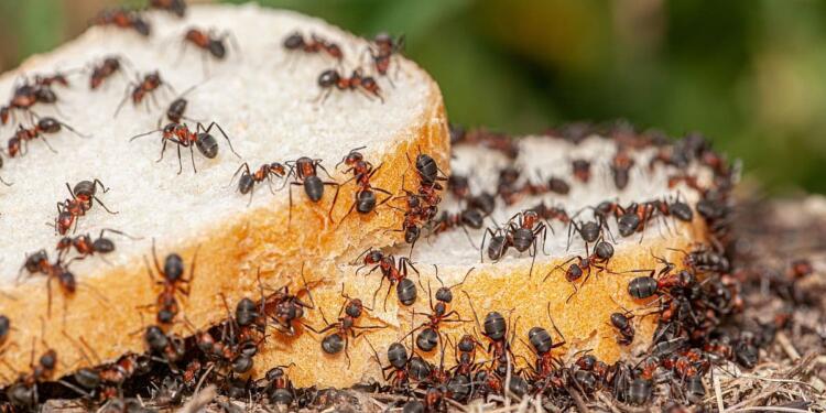 Επιτέλους τέλος: 4 τρόποι για να διώξετε τα μυρμήγκια από την κουζίνα σας