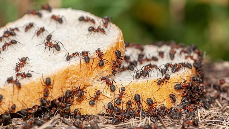 Επιτέλους τέλος: 4 τρόποι για να διώξετε τα μυρμήγκια από την κουζίνα σας