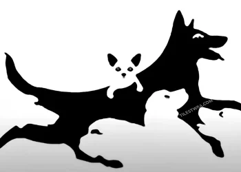 Πόσα σκυλιά βλέπετε στην εικόνα; Μεγάλη δοκιμασία για την ψυχική σας ηλικία