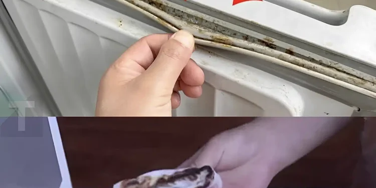 Πώς να καθαρίσετε γρήγορα και αποτελεσματικά τις μουχλιασμένες φλάντζες του ψυγείου σε μόλις 5 λεπτά