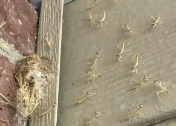 Μια φωλιά από αλογάκια της Παναγίας εκκολάφθηκε δίπλα στην εξώπορτά μου!