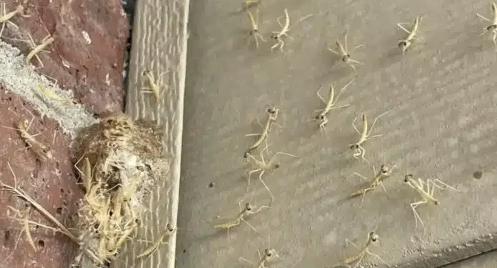 Μια φωλιά από αλογάκια της Παναγίας εκκολάφθηκε δίπλα στην εξώπορτά μου!