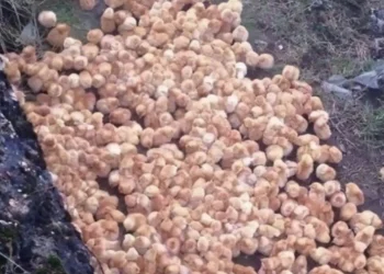 Καθώς περπατούσα στο δάσος, παρατήρησα μερικές περίεργες κίτρινες μπάλες που έμοιαζαν με μανιτάρια. Aυτό που ήταν στην πραγματικότητα με εξέπληξε