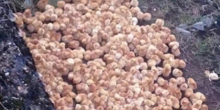 Καθώς περπατούσα στο δάσος, παρατήρησα μερικές περίεργες κίτρινες μπάλες που έμοιαζαν με μανιτάρια. Aυτό που ήταν στην πραγματικότητα με εξέπληξε