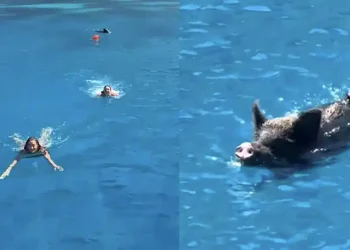 Αγριογούρουνο στην Ιθάκη κυνήγησε δύο τουρίστριες μέσα στη θάλασσα