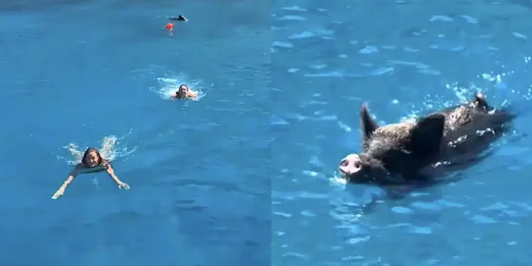 Αγριογούρουνο στην Ιθάκη κυνήγησε δύο τουρίστριες μέσα στη θάλασσα