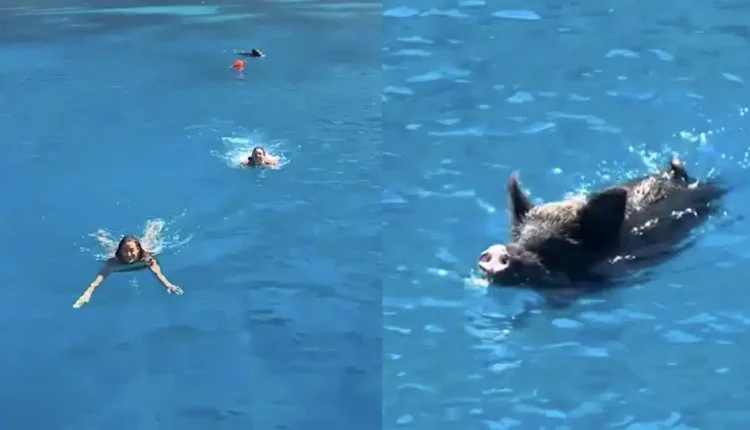 Αγριογούρουνο στην Ιθάκη κυνήγησε δύο τουρίστριες μέσα στη θάλασσα