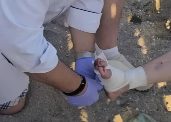 Tpόμος σε παραλία της Αττικής – Θαλάσσια χελώνα έκοψε δάχτυλο γυναίκας και επιτέθηκε σε άλλους δύο λουόμενους