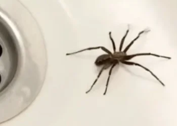 Αν παρατηρήσετε την παρουσία αραχνών στο σπίτι σας, αυτό σημαίνει ότι…