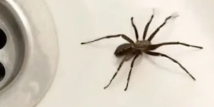 Αν παρατηρήσετε την παρουσία αραχνών στο σπίτι σας, αυτό σημαίνει ότι…