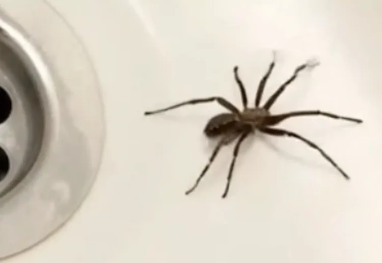Αν παρατηρήσετε την παρουσία αραχνών στο σπίτι σας, αυτό σημαίνει ότι…