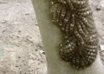 Τι πήγε σχεδόν να αγγίξει η κόρη μου και θα μπορούσε να της κοστίσει τη ζωή: Μην αγνοείτε ποτέ αυτό το σημάδι στη φύση.