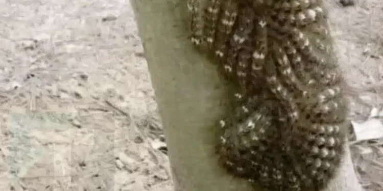 Τι πήγε σχεδόν να αγγίξει η κόρη μου και θα μπορούσε να της κοστίσει τη ζωή: Μην αγνοείτε ποτέ αυτό το σημάδι στη φύση.