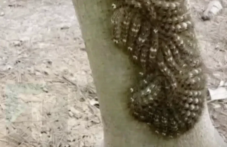 Τι πήγε σχεδόν να αγγίξει η κόρη μου και θα μπορούσε να της κοστίσει τη ζωή: Μην αγνοείτε ποτέ αυτό το σημάδι στη φύση.