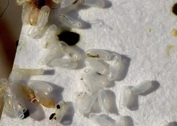 Νόμιζα ότι ήταν απλώς ρύζι, αλλά η αλήθεια αποδείχτηκε πολύ χειρότερη.