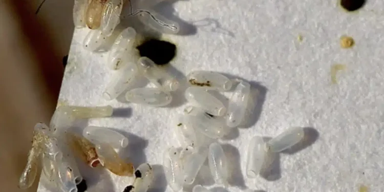 Νόμιζα ότι ήταν απλώς ρύζι, αλλά η αλήθεια αποδείχτηκε πολύ χειρότερη.