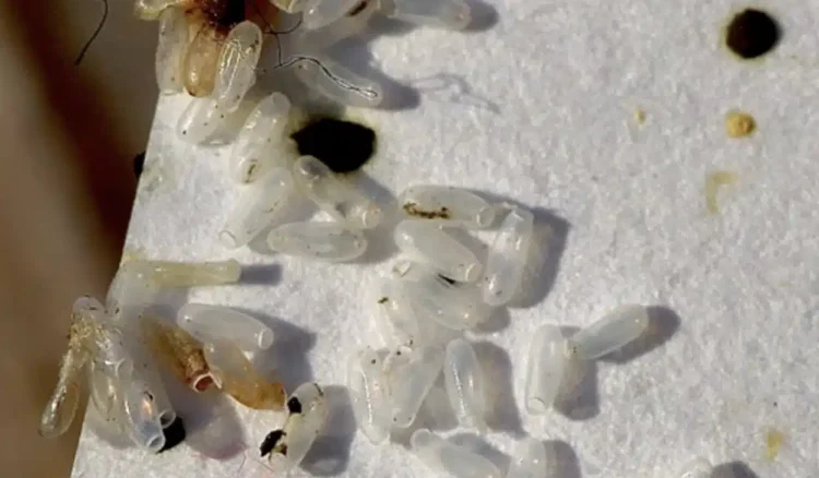 Νόμιζα ότι ήταν απλώς ρύζι, αλλά η αλήθεια αποδείχτηκε πολύ χειρότερη.