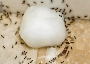 6 φυσικοί τρόποι για να κρατήσετε τα μυρμήγκια μακριά