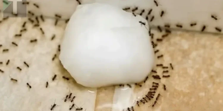 6 φυσικοί τρόποι για να κρατήσετε τα μυρμήγκια μακριά