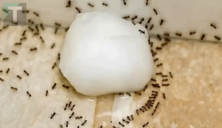 6 φυσικοί τρόποι για να κρατήσετε τα μυρμήγκια μακριά